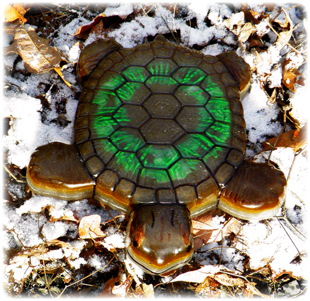 Turtle.GreenCoil